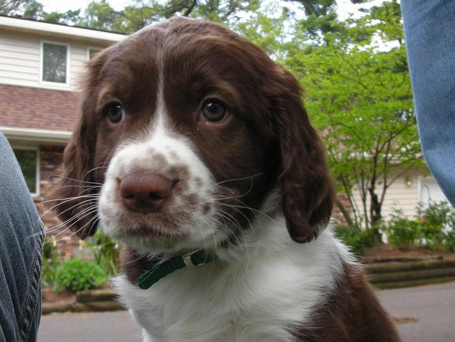 Puppy potty training, springer spaniel puppy, don't use puppy pads for potty training