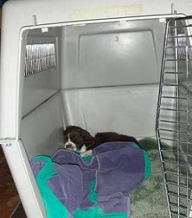Sophie the English springer spaniel puppy sleeping in kennel