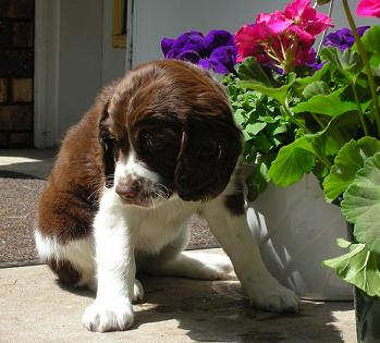 Dog housetraining Sophie the liver and white English springer spaniel puppy