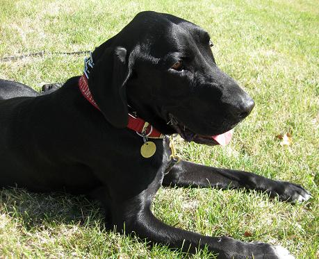 Black lab mix Ace lying in the grass