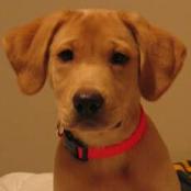 Yellow lab mix puppy named Hunter