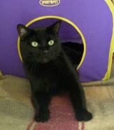 black cat for adoption in Fargo