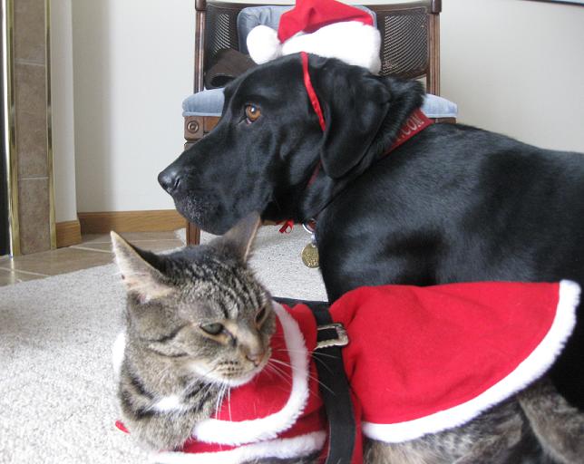 Dog and cat wearing Santa hats