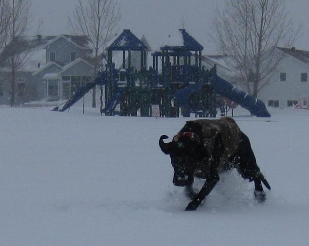 Black Lab mix running in the snow
