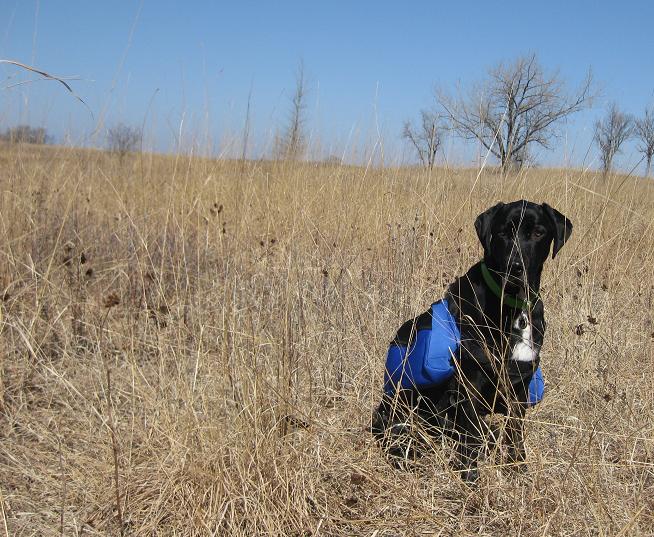 Ace the black lab mix sitting in a field with a backpack