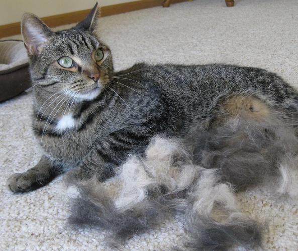 Furminator for cats - my cat Scout after being brushed with the furminator!