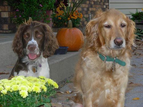 Sophie the English springer spaniel and Elsie the golden retriever sitting by flowers and a pumpkin