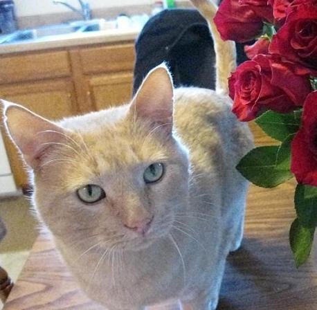 Beamer the orange tabby cat next to roses
