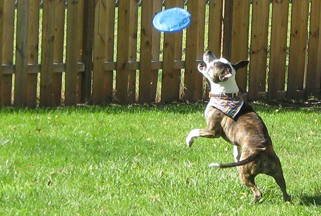 Boy the brown and white American pit bull terrier catching a frisbee