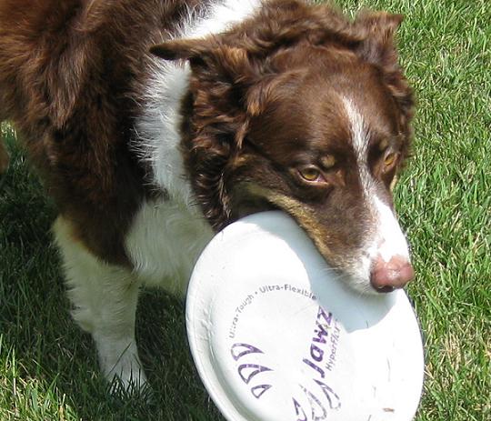 Ruby the brown and white Australian shepherd carrying a frisbee