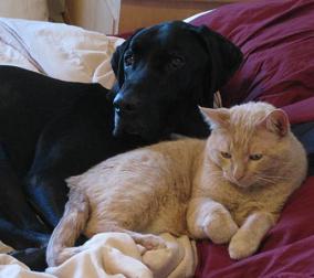 Ace the black lab mix and Beamer the cat sleeping in the bed together cuddling
