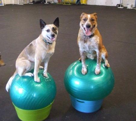 Cattle dogs blue heelers balancing on exercise balls