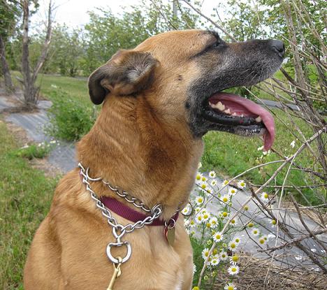 Sasha the German shepherd mix up for adoption with 4 Luv of Dog Rescue Fargo
