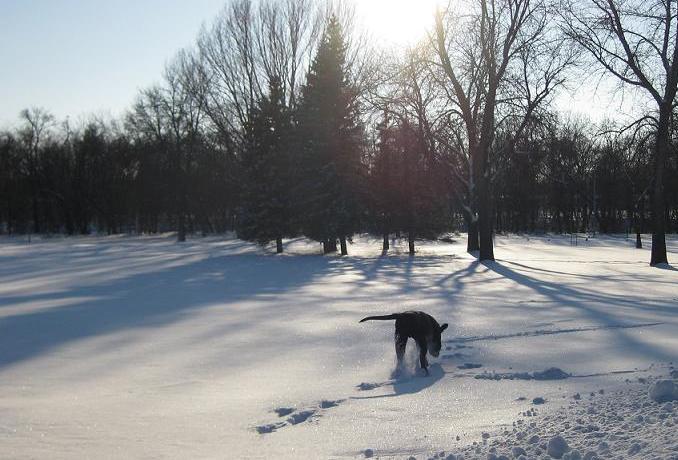 Ace the black lab mix playing in the snow in Gooseberry Park