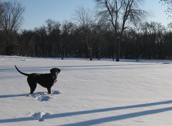 Ace the black lab mix playing in the snow in Gooseberry Park