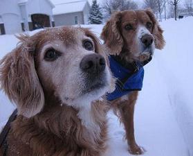 Golden retriever mix and Irish setter mix playing in the snow