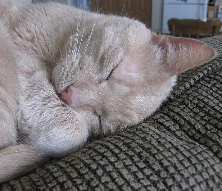 Beamer the tan tabby cat sleeping closeup photo