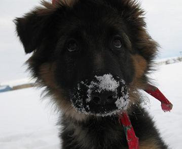 Karli the long haired German shepherd puppy playing with snow on her face