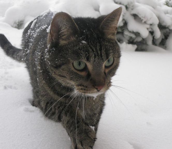 Scout the gray tabby cat outside walking in the snow