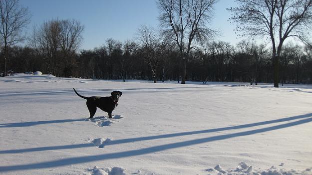 Black lab mix dog Ace in Gooseberry Park Moorhead in the snow