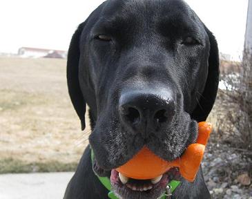 Black lab mix Ace showing possessiveness of toy holding it in his mouth