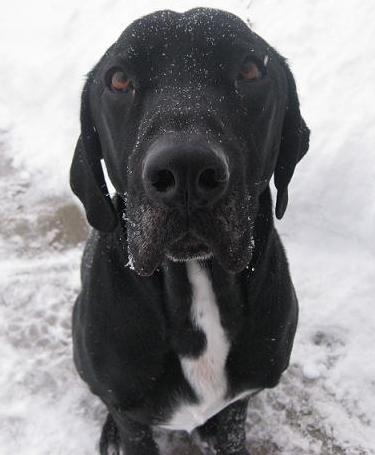 Ace the black lab mix sitting in the snow very cute dog!