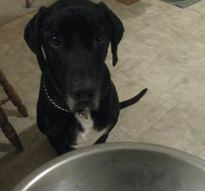 Ace the black lab mix eating raw dog food homemade natural pre-prepared organic