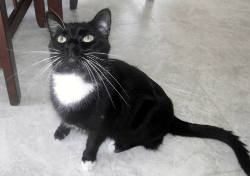 Bart the black and white cat up for adoption in Fargo Moorhead with Adopt A Pet