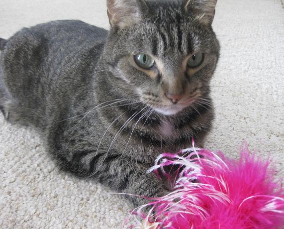 Scout the gray tabby cat playing with a pink feather toy