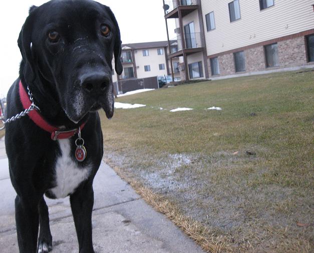 Ace the black lab/hound mix out for a walk. He loves his homemade raw dog food recipes