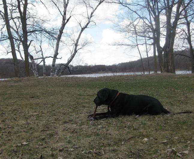 Black lab mix lying down chewing on a stick in a park 