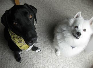 Ace the black lab mix and Cosmo the American Eskimo (he's up for adoption)