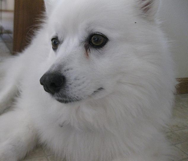 Cosmo the American Eskimo dog up for adoption in Fargo North Dakota with 4 Luv of Dog Rescue