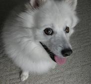 Cosmo the American Eskimo dog is up for adoption in Fargo North Dakota with 4 Luv of Dog Rescue
