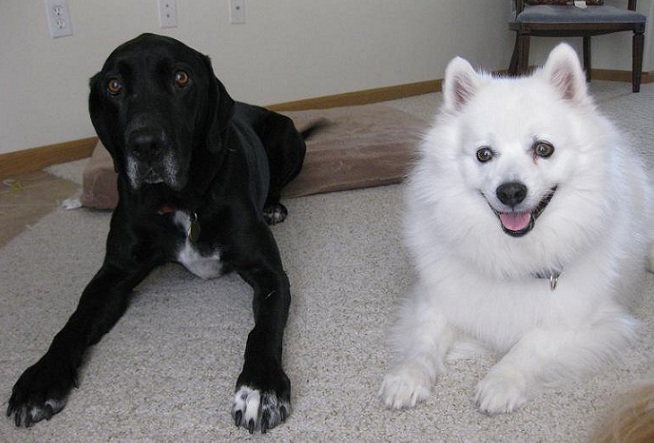 Black lab mix and American Eskimo dog lying next to each other 