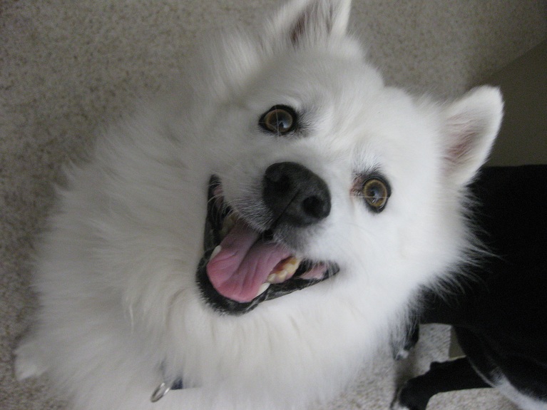 Cosmo the American Eskimo dog up for adoption in Fargo