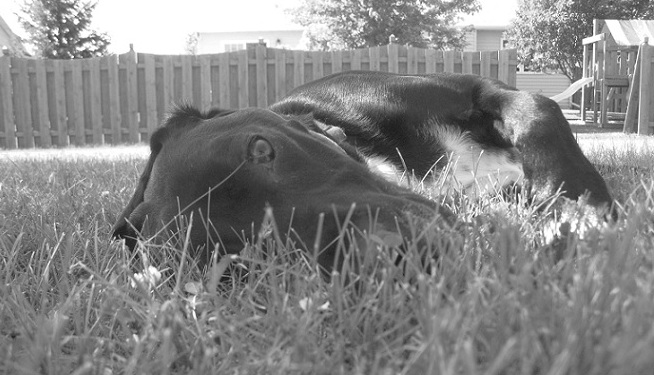 Black lab takes a nap in the grass at a park