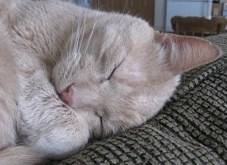 Tan tabby cat sleeping on a couch curled up in a little ball - cute!