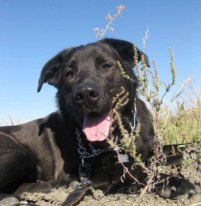 Harvey the black lab mix up for adoption with 4 Luv of Dog Rescue in Fargo ND