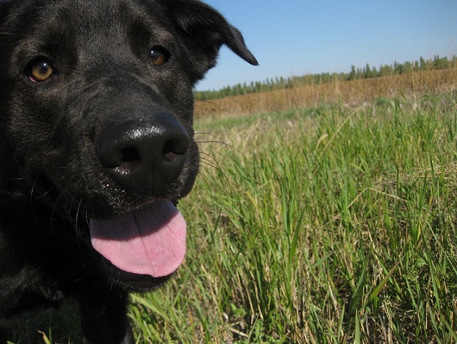 Black lab mix standing in a field with a blue sky