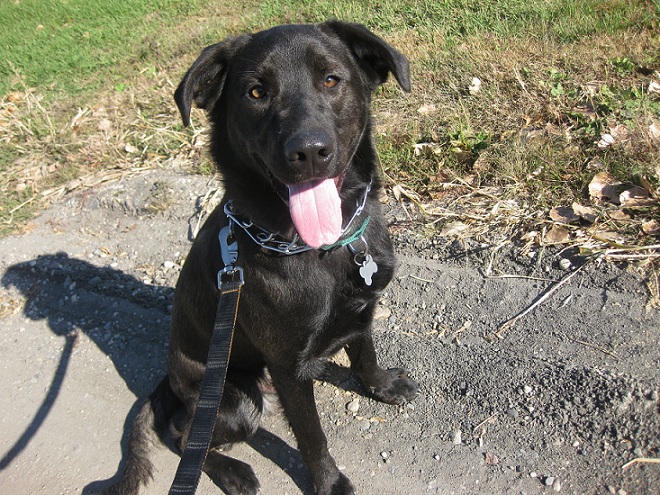 Cute black lab mix sitting outside up for adoption