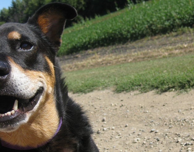 Maddie the rottweiler smiling on a walk
