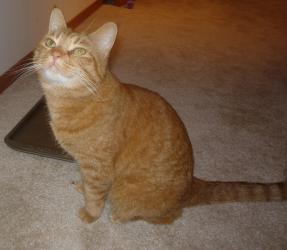 Female, orange, declawed cat up for adoption in Fargo or Moorhead