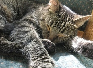 Gray tabby cat sleeping in an chair
