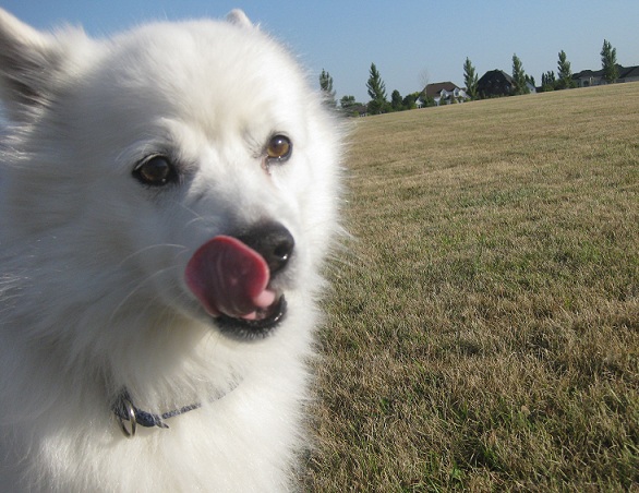 Cosmo the American Eskimo cute white dog up for adoption