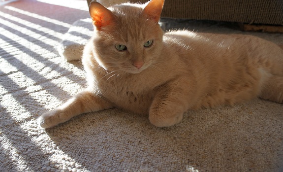 Orange tabby cat lying in the sun