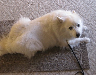Cosmo the American Eskimo up for adoption practices staying on a rug