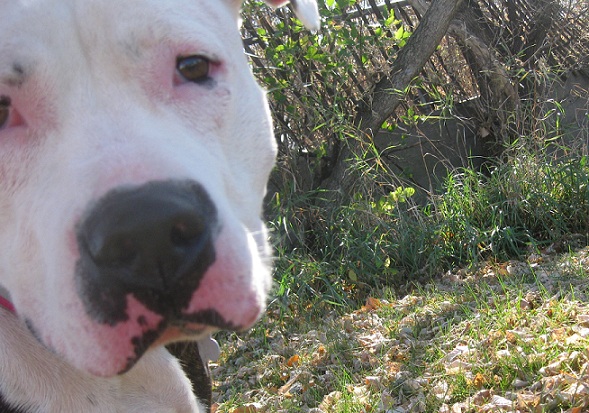 Cute brindle and white pitbull for adoption