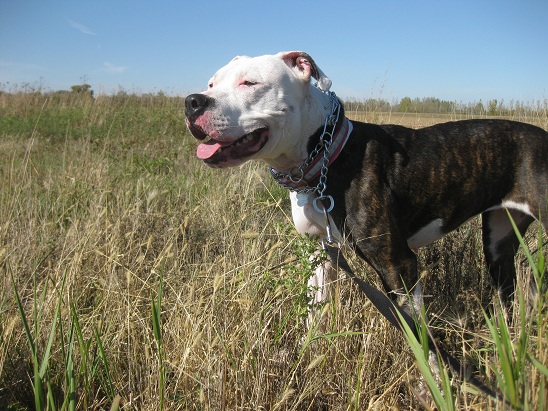 American pit bull terrier for adoption in Fargo