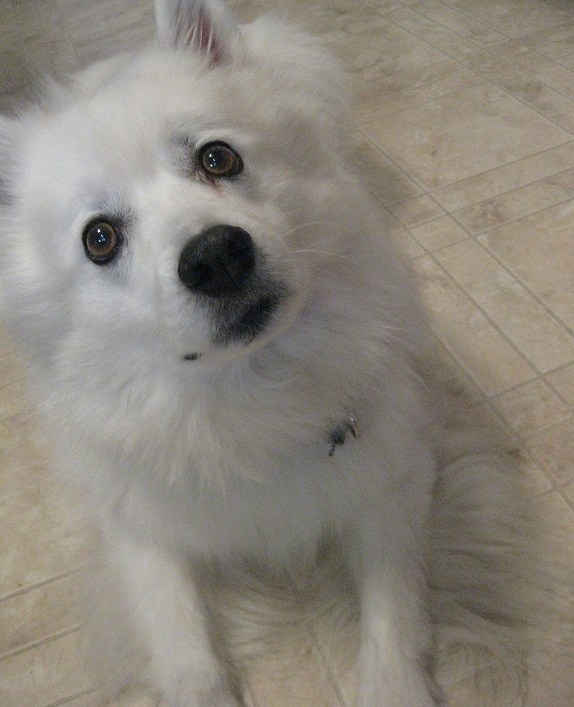 American Eskimo dog for adoption with 4 Luv of Dog Rescue in Fargo